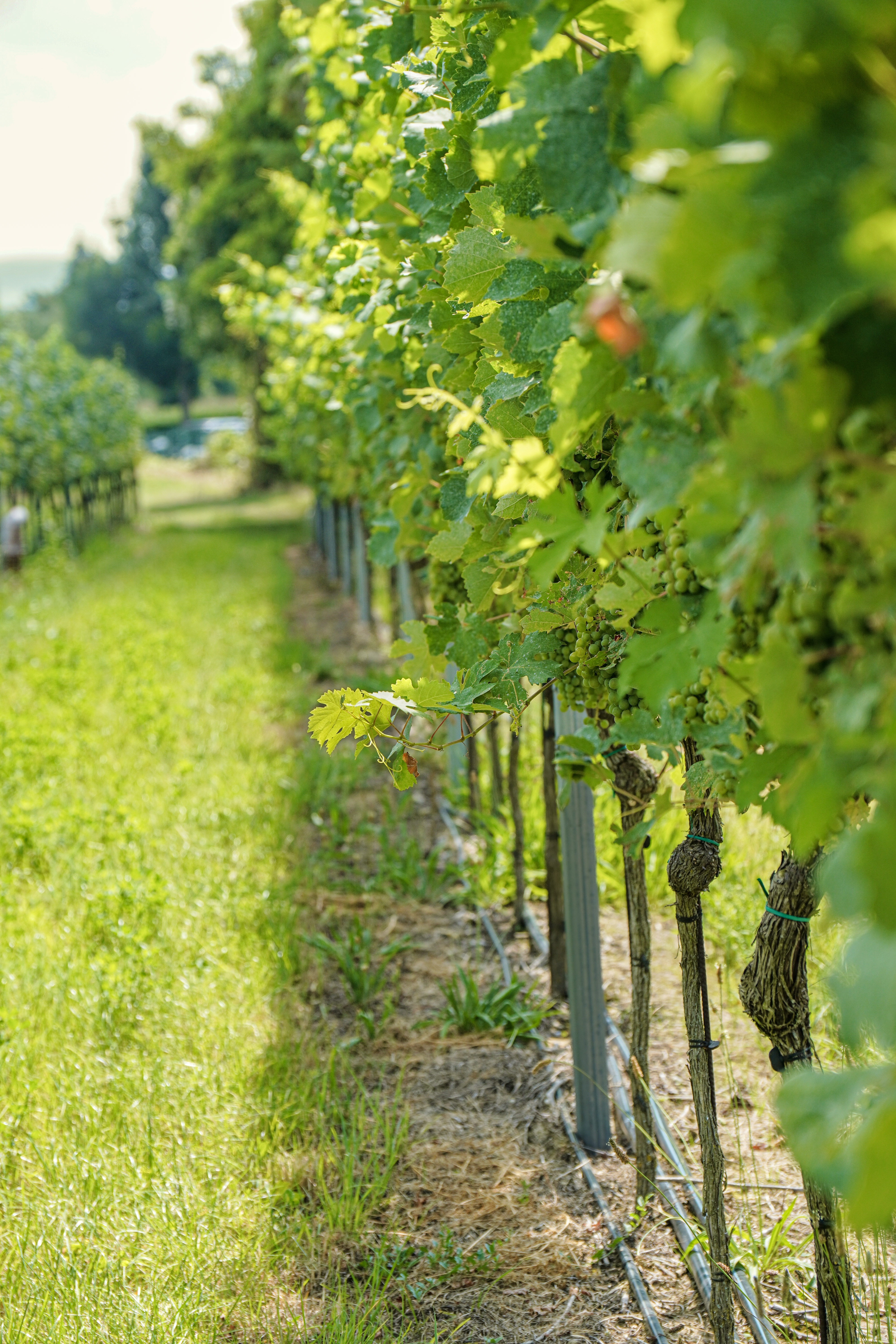 Weingut KORB Hof