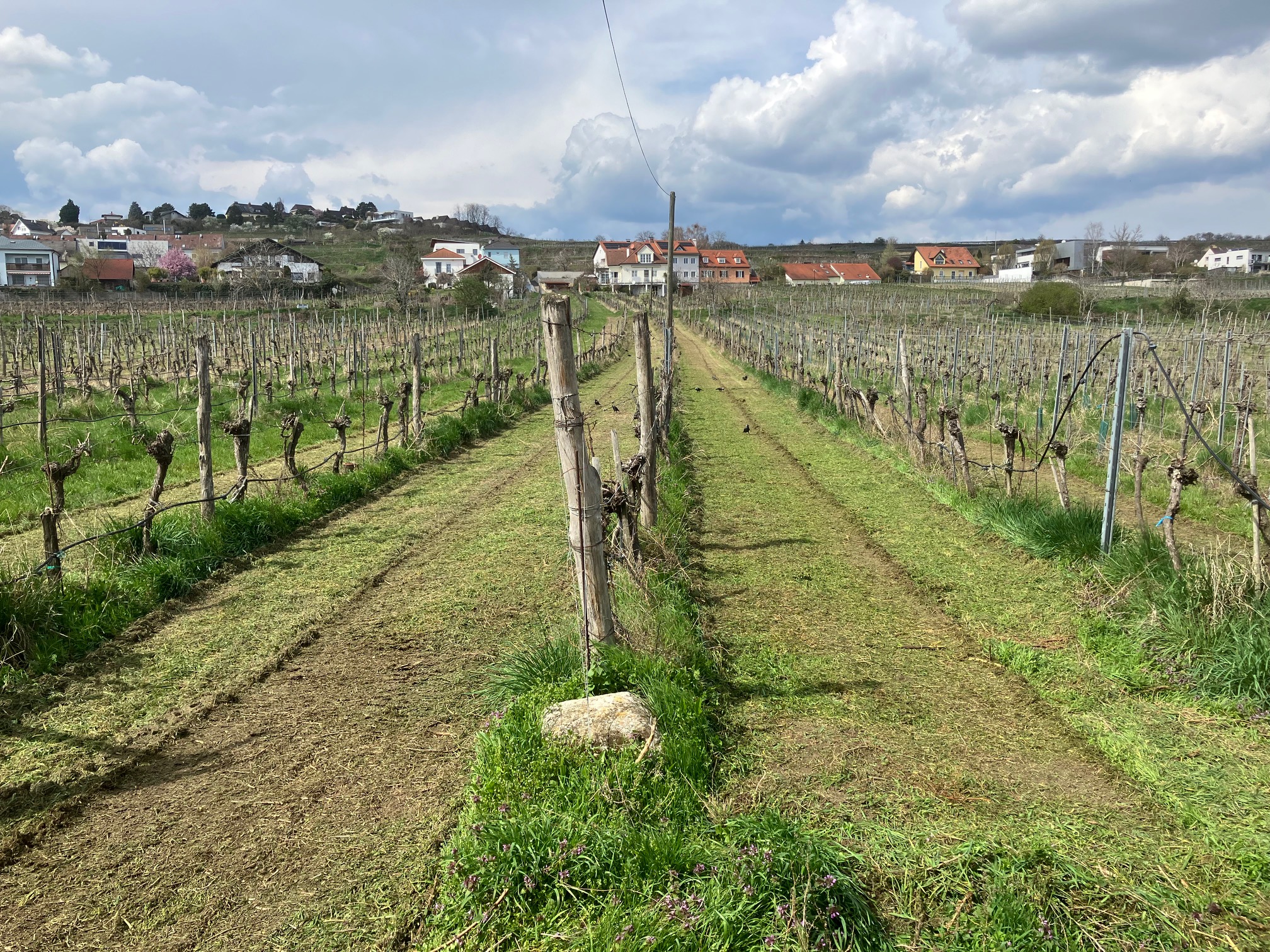 Riede Oberer Weinzierlberg/Krems